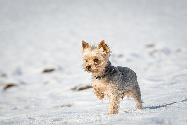 yorkie in snow