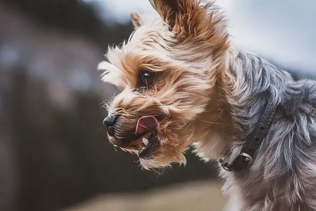 yorkie licking lips