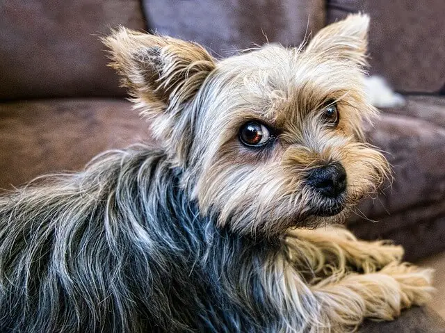 yorkie looking angry