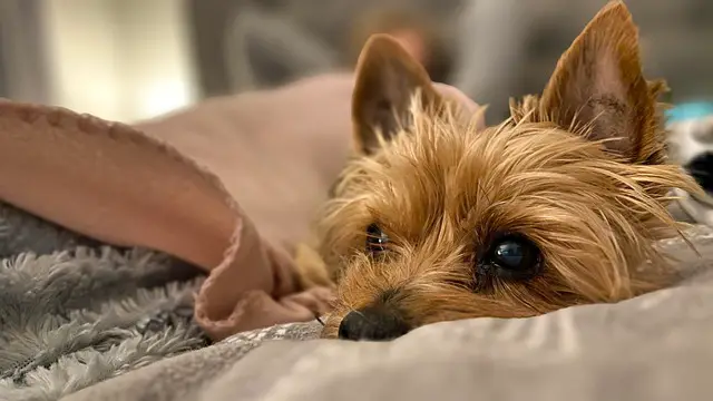 yorkie on bed