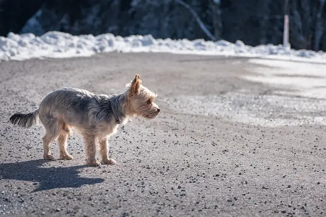 yorkie on the beach