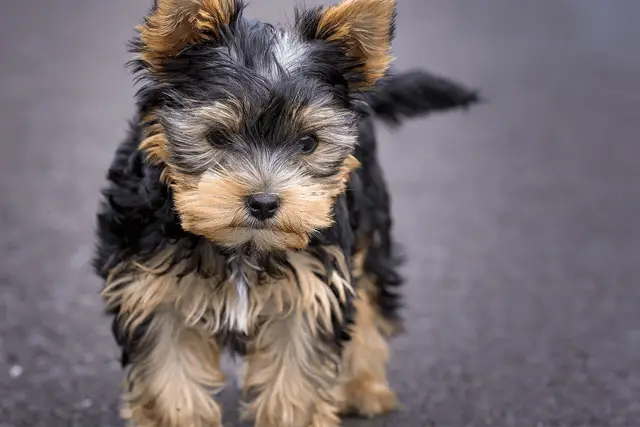 yorkie profile