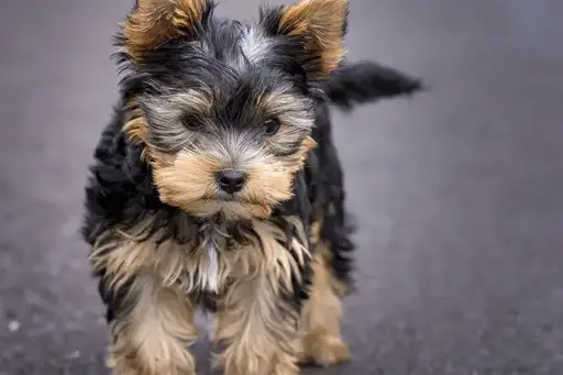 perfil yorkie