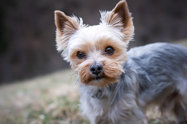 yorkie puppy