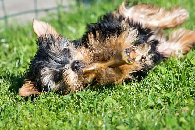 yorkie puppy eating a bone