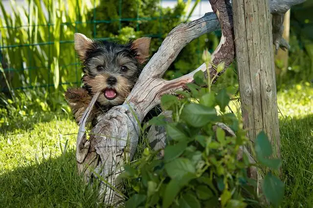 yorkie puppy playing