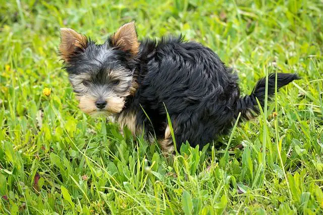 cucciolo di yorkie che fa la cacca