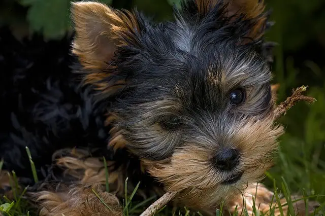 yorkie terrier closeup