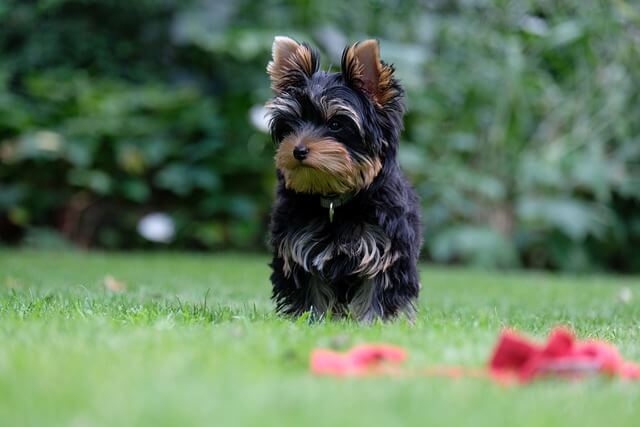 yorkie terrier puppy