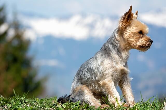 yorkie terrier