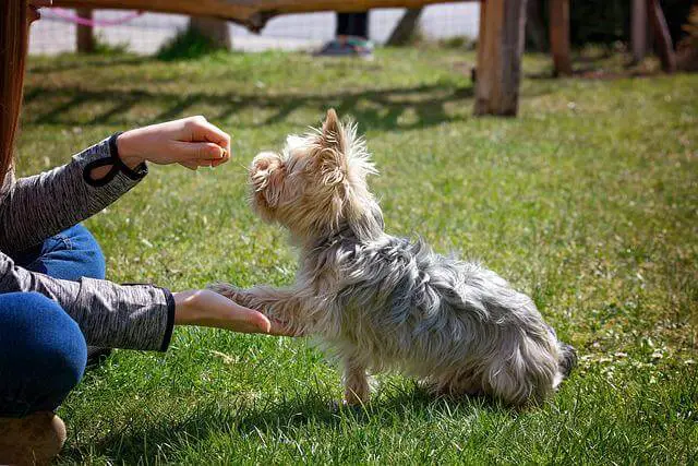 yorkie trening