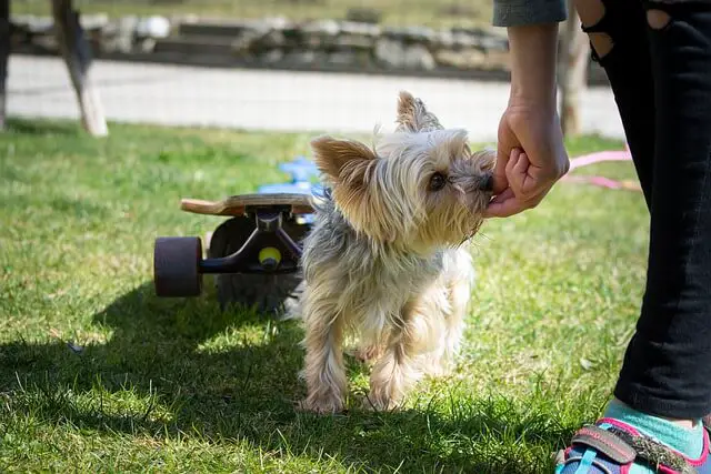 yorkie treat