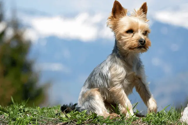 yorkie with paw in the air