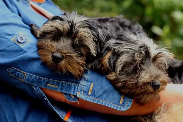 yorkiepoo puppies