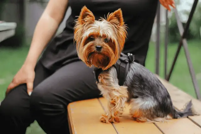 Yorkshire Terrier