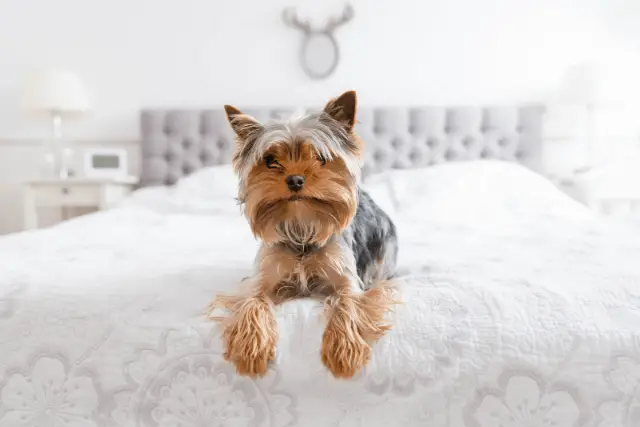 Yorkshire Terrier