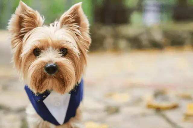 Yorkshire Terrier