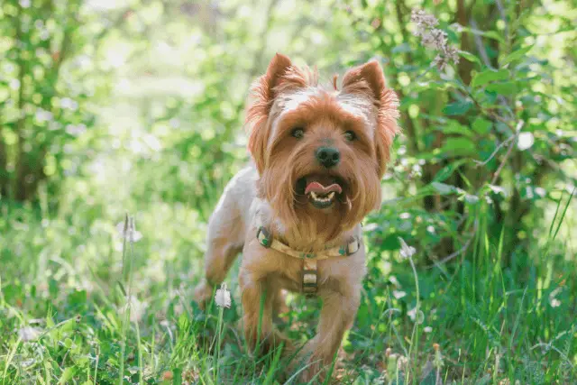 Yorkshire Terrier