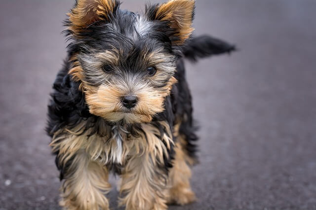 yorkshire terrier