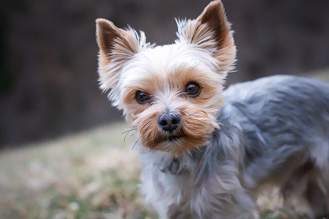 yorkshire-terrier