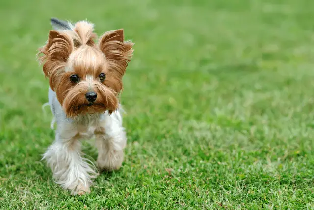 Yorkshire Terrier