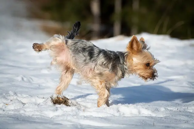 yorkshire terrier peeing on snow