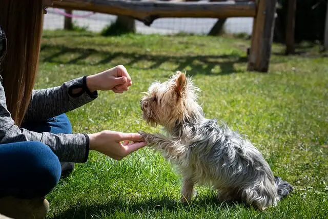 yorkshire terrier estrecharme la mano