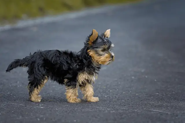 lado de yorkshire terrier