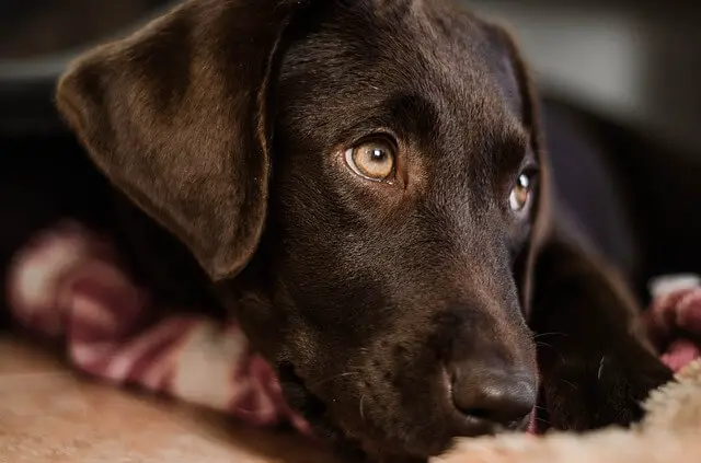 cachorro de laboratorio de chocolate joven