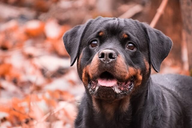 young rottweiler