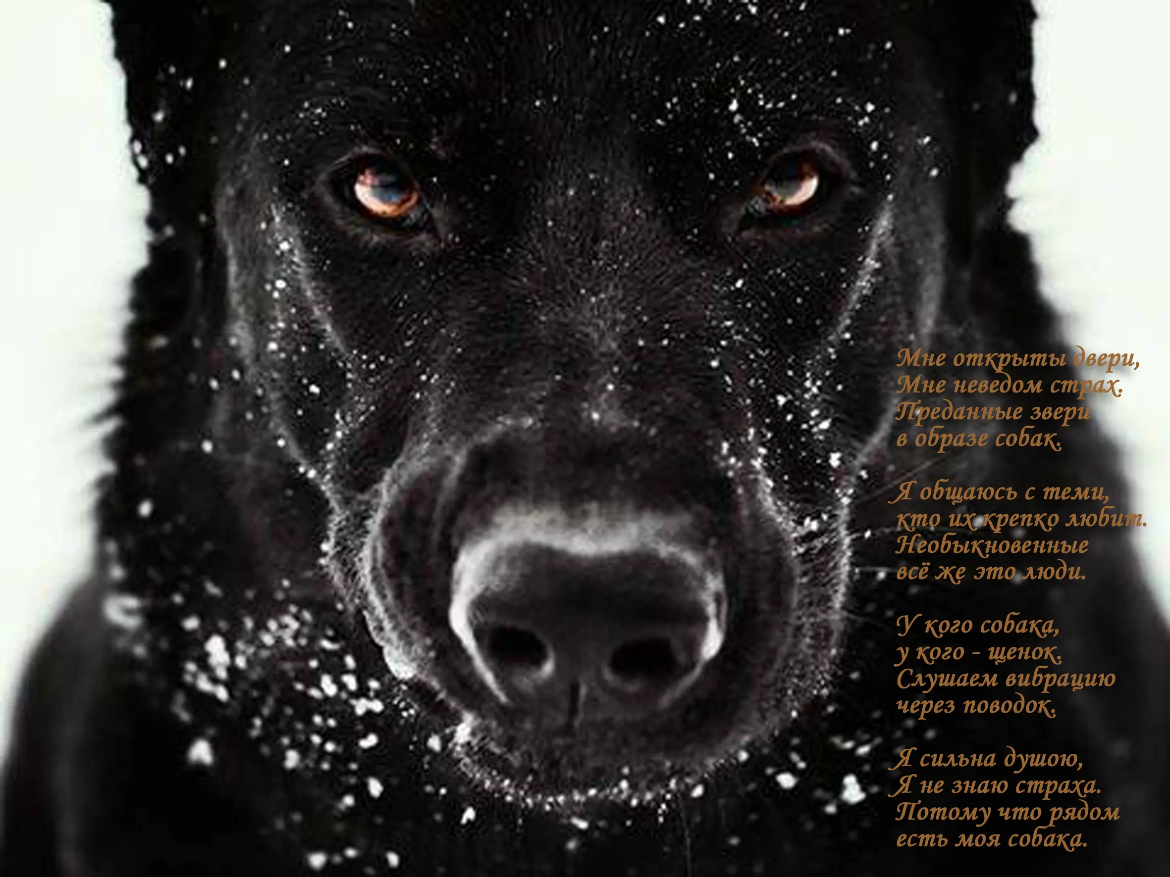 Черные псы это. Немецкая овчарка черная злая. Черная немецкая овчарка оскал. Чёрный пёс / Black Dog (1998). Черная овчарка с голубыми глазами.