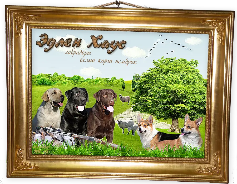 Edlen House Dog breeder