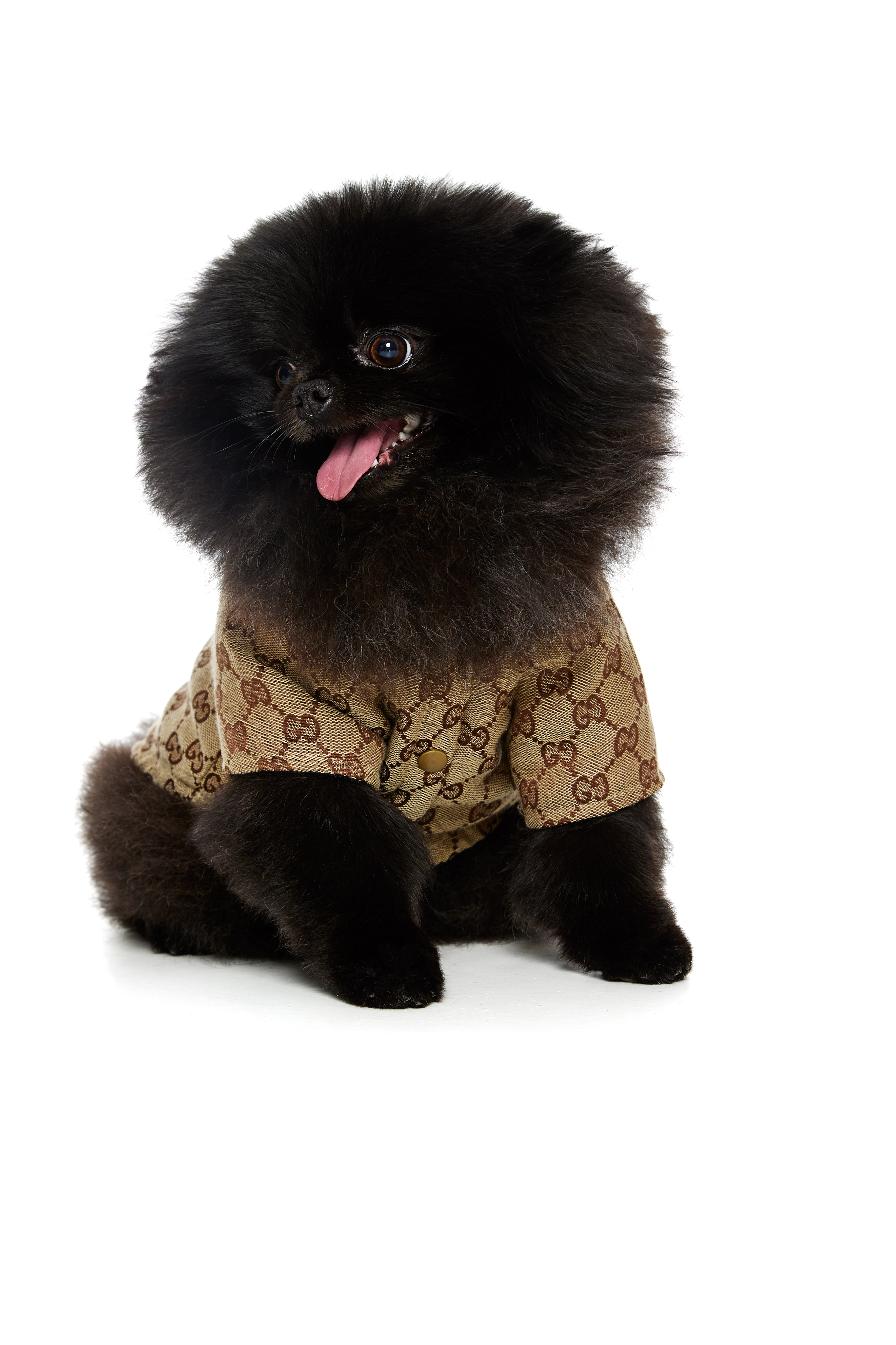 Mandarin Fluffy Dog Criadero de perro